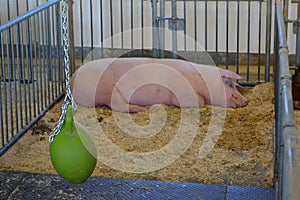 Pig sleeping in the farm.Farming in countryside