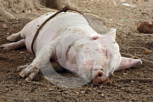 Pig sleeping in mud