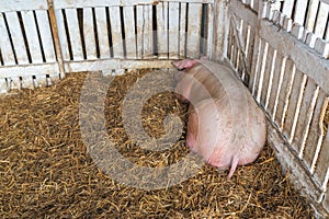 Pig sleeping in pigpen