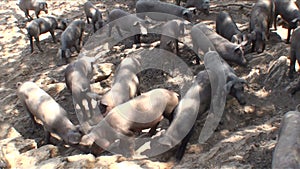 Pig sniffing at around in a farm