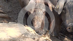 Pig sniffing at around in a farm