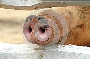 Pig Snout