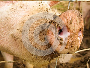 Pig snout