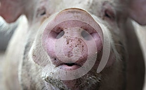 Pig Snout