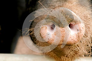 Pig snout