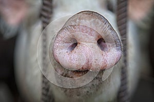 Pig snout