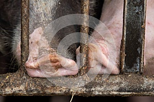 Pig snouts at a gate