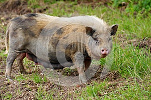 Pig sow