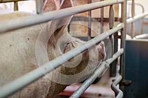 Pig Sow in Farrowing Pen