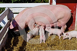 Pig Sow Nurses Piglets 824005