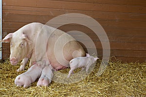 Pig Sow and Piglets  846762