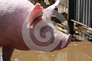 Pig sow portrait closeup on farm