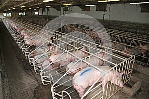 Pig sows lay in a metal cage at an industrial animal farm photo