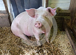 Pig in a stable