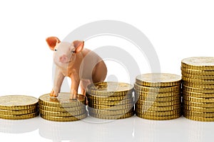 Pig on stack of coins