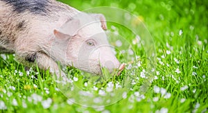 pig standing on a grass lawn. concept of biological, love of nature and vegetarian style.