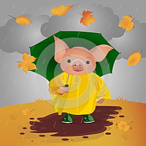Pig Standing Under the Rain.Vector Illustration
