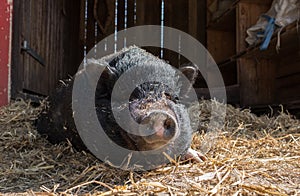 Pig on the straw