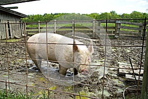 Pig in sty photo