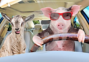 Pig in sunglasses carries in a car a goat photo