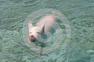 Pig swimming