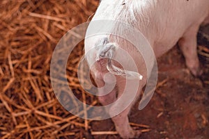 Pig tail on pink piglet in a barnyard