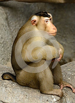 Pig-tailed macaque