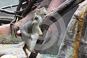 Pig-tailed macaque