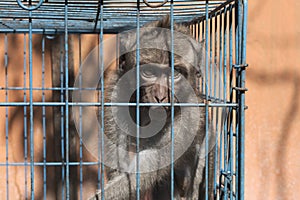 Pig-tailed monkey is sad in the cage looking something outside.