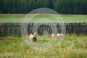 A Pig and three piglets graze on a farm in the village. family of swins on the field