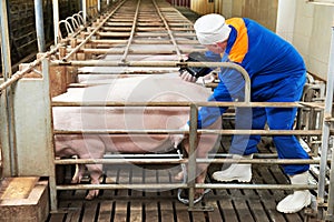 Pig ultrasound diagnosis