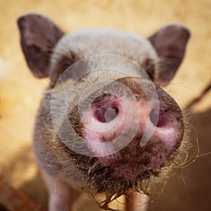 Pig up close and personal