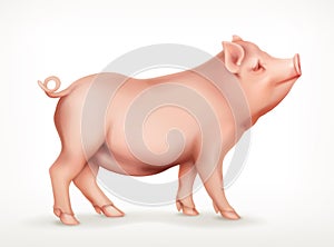 Pig, vector icon