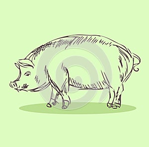 Pig Vector Illustration