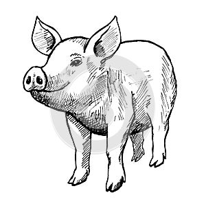 Pig, vintage black ink hand drawn illustration