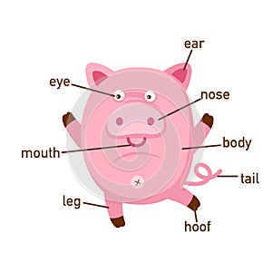 Pig vocabulary part of body.vector