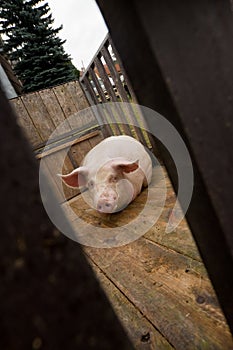 Pig waiting in slaughterhouse photo
