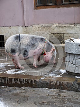 Pig walking on Lviv's streets