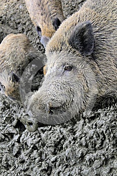Pig wallowing in mud