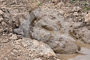 A pig wallows in the mud. Boar taking a mud bath to cool down on a summer day.