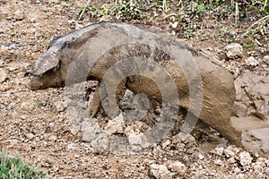 A pig wallows in the mud. Boar taking a mud bath to cool down on a summer day.