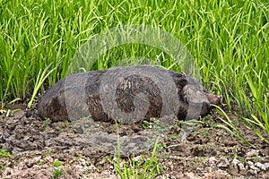 A pig wallows in the mud. Boar taking a mud bath to cool down on a summer day. Dirty pig or mangalica breed in nature