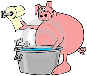 Pig washing and drying its hooves