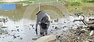 Pig  watar grass colonys