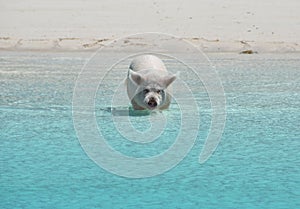 Pig in the water