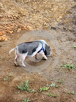 a small pig standing on the ground in a muddy area.