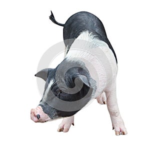 Pig in white background 3