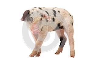Pig on a white background