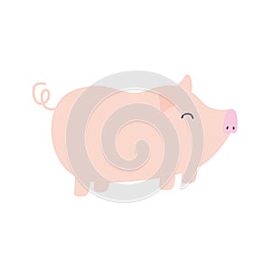 pig on a white background