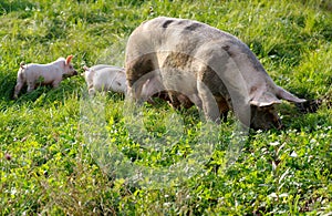 The pig with young piglets